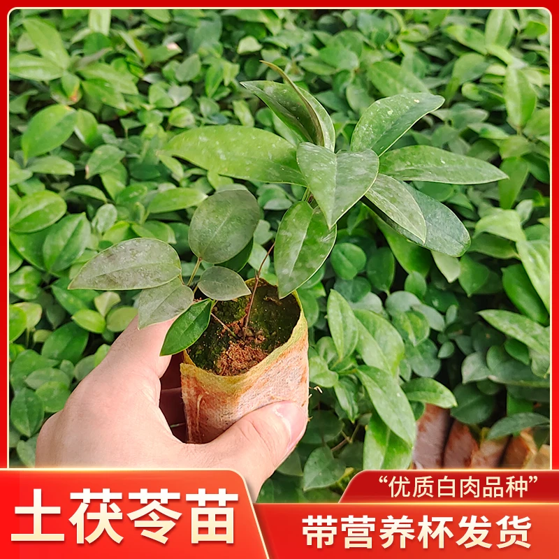 土茯苓苗正宗白肉品种树苗中药材种植冷硬饭头南方种植带营养杯土