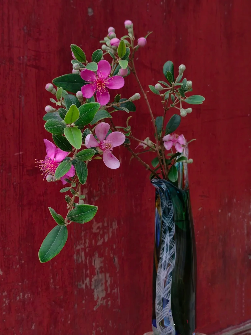 盆景木桩四季种植观赏别墅庭院阳台花树常青绿化盆栽绿植