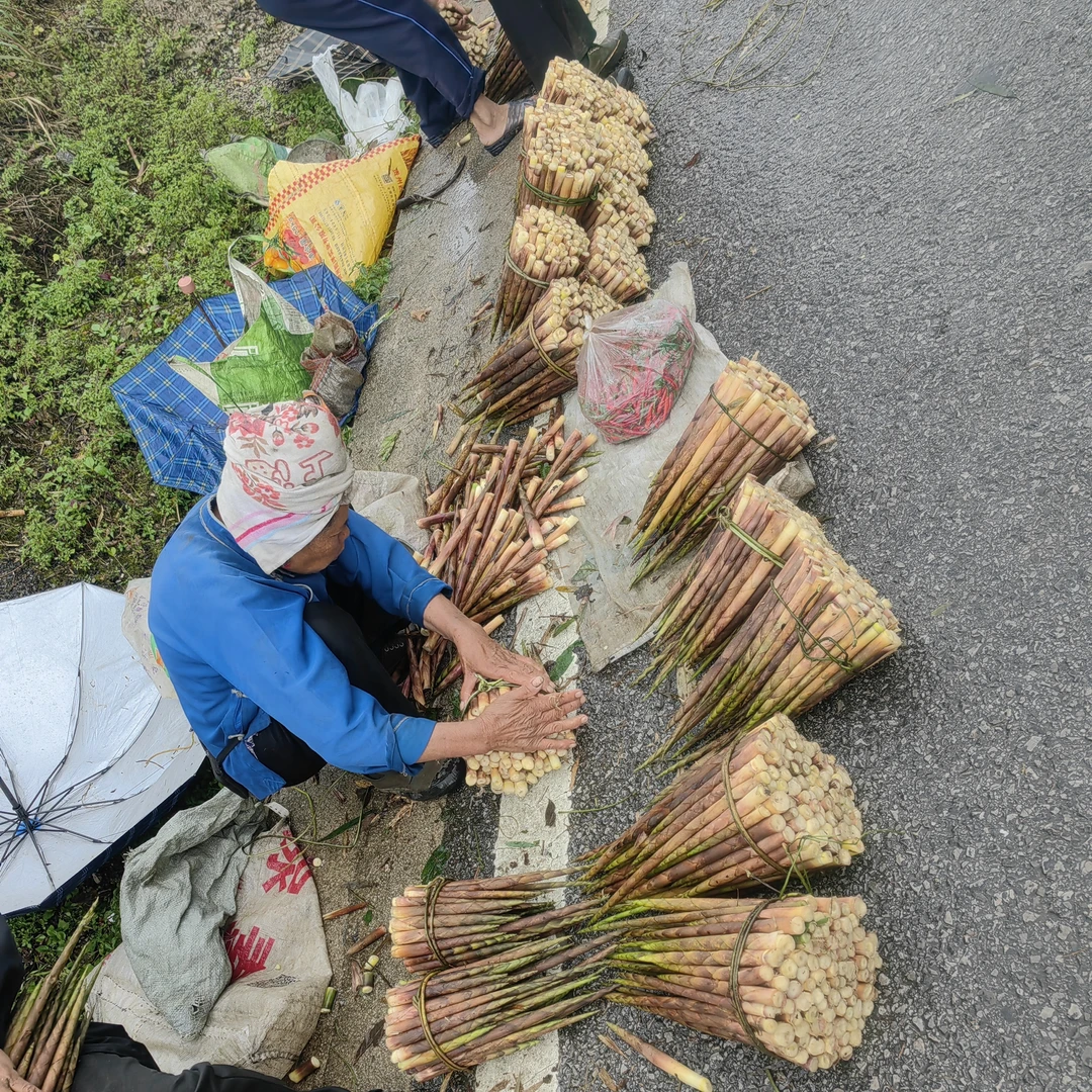 贵州雷公山八月笋高山竹笋新鲜八月笋小竹笋当季采摘脆嫩美味特产