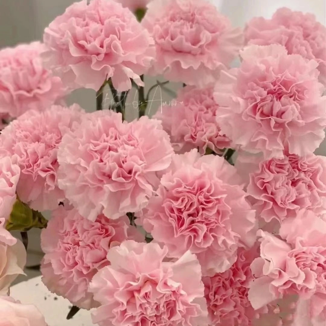 11朵康乃馨花束可备注颜色