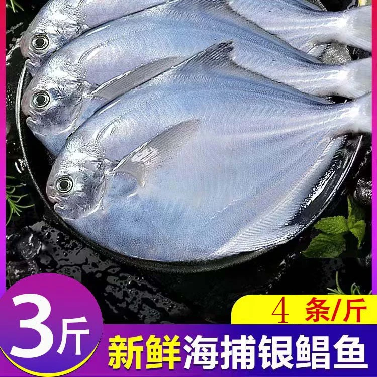 舟山野生银鲳鱼 平鱼扁鱼海鲜