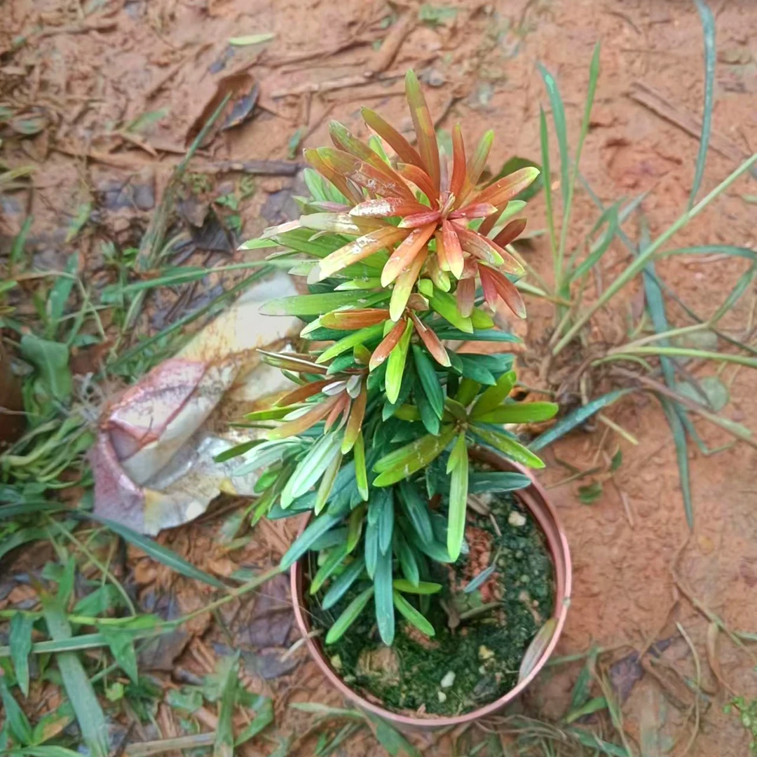 海岛红芽罗汉松太子妃小苗【高度20-30cm】可盆栽观赏造型