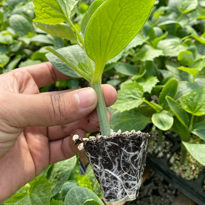 嫁接黄瓜苗高产抗病毒密刺带刺大黄瓜苗秧苗水黄瓜苗四季越冬耐寒