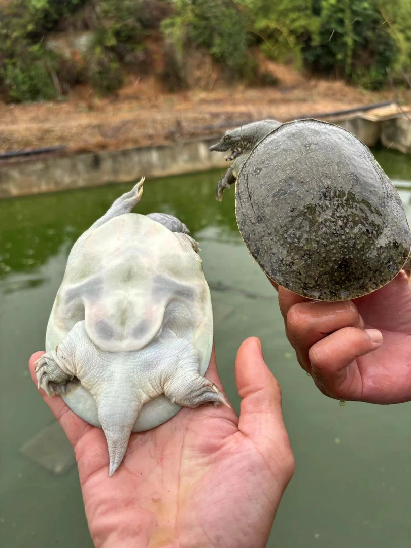 【京东冷链】外塘冷水甲鱼苗1-8两中华鳖养殖基地批发