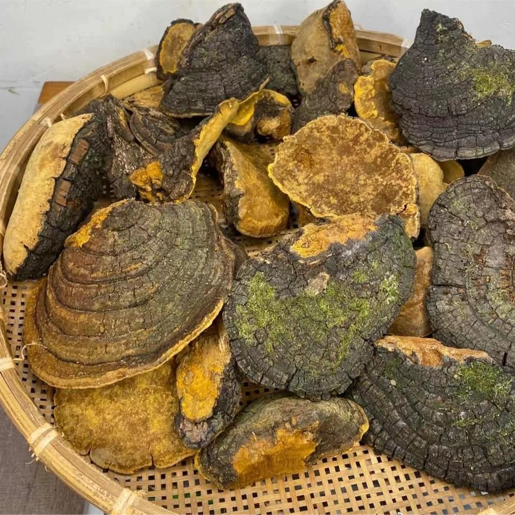 【山货-好物】 桑黄云南现收山货 土特产