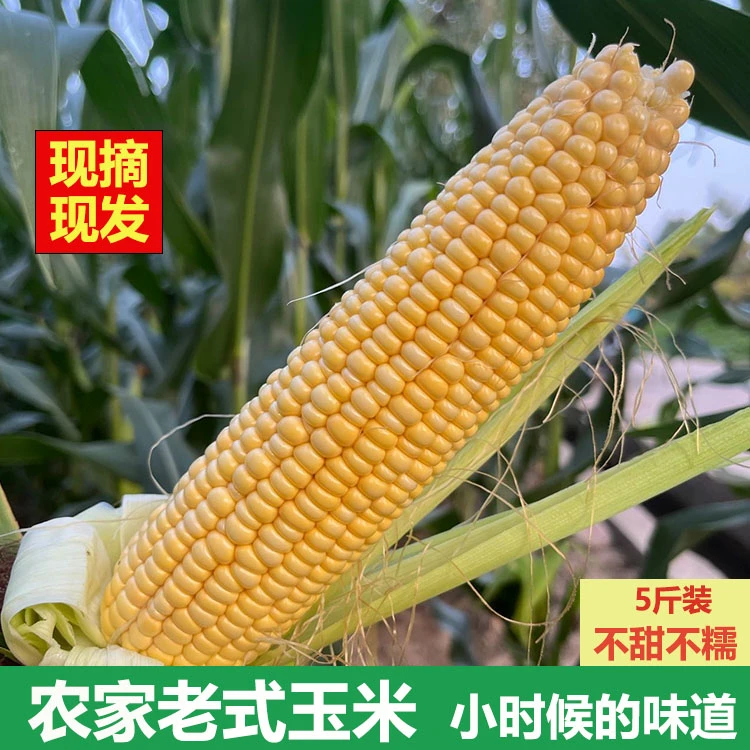 农村传统老玉米笨玉米新鲜黄玉米非甜非糯小时候的味道现掰5斤