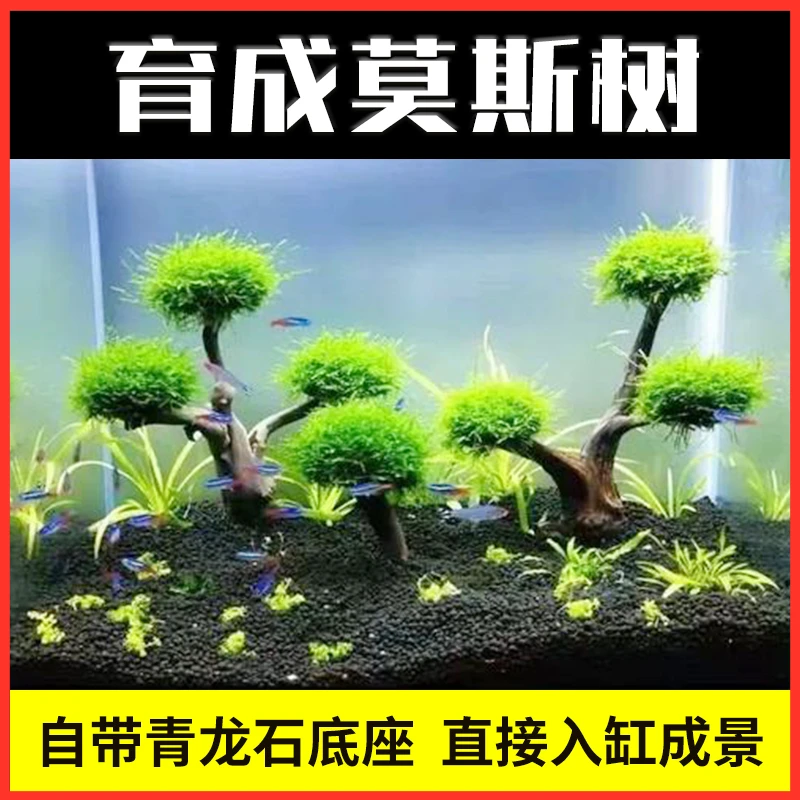 莫斯树多头随机发货自动成景绑好莫斯慕斯树造型稳定美观固定安装