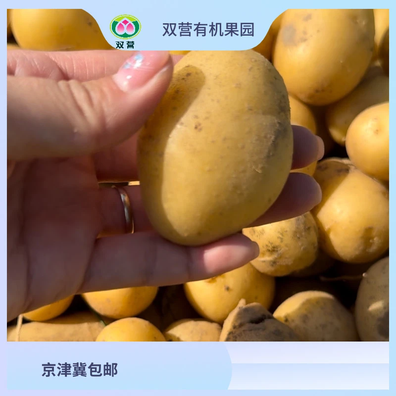 北京平谷农家种植珍珠土豆5斤