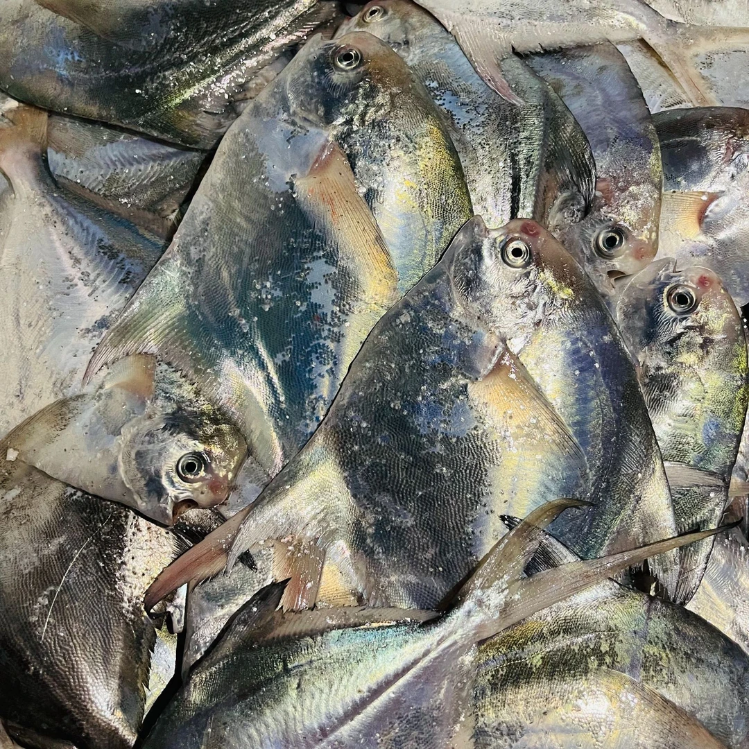 宁波象山东海流网小鲳鱼4至5条/1斤