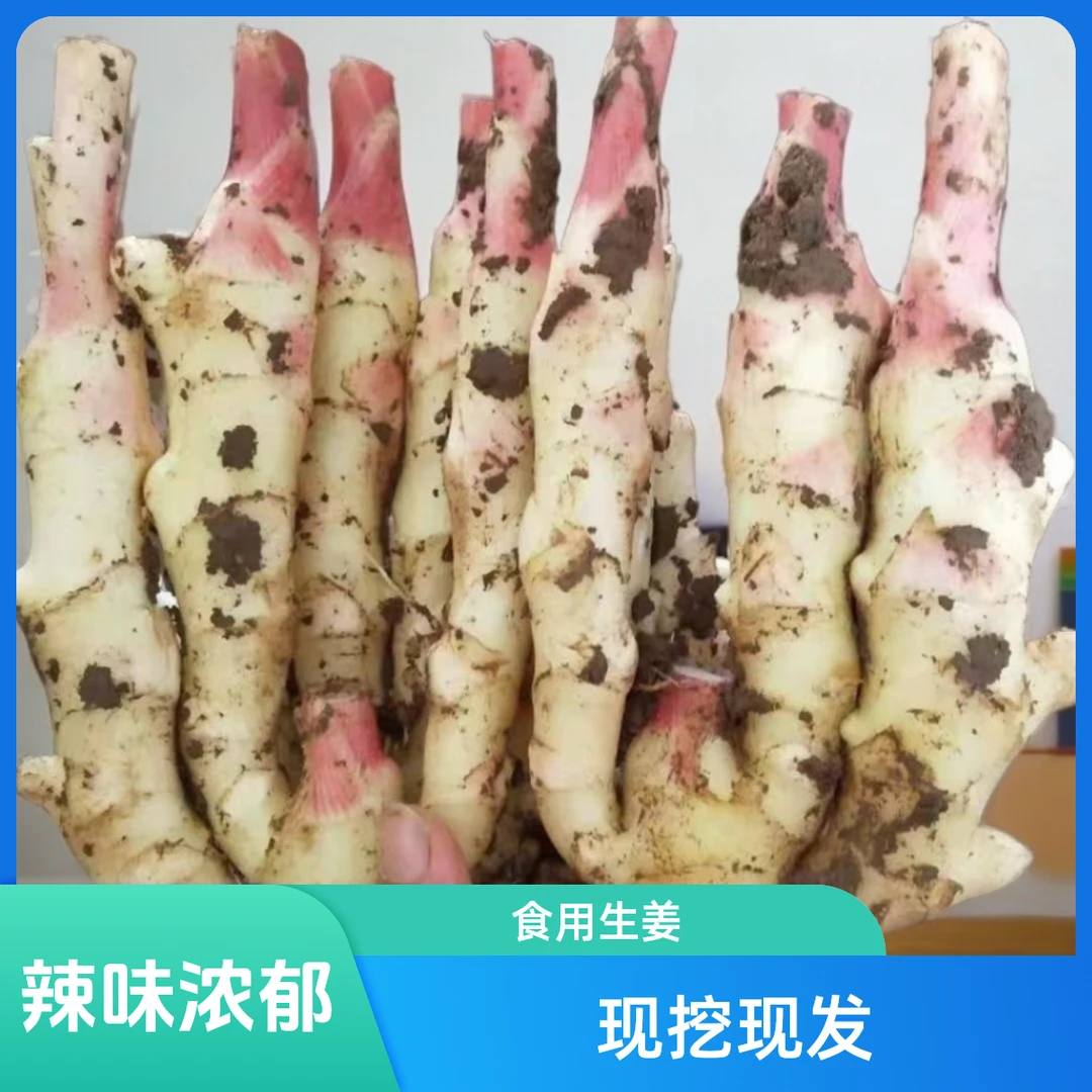新鲜红芽嫩仔姜现挖现发产地直供时令蔬菜