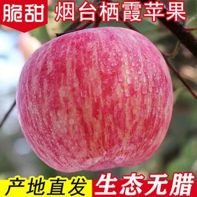 【现摘现发】正宗烟台栖霞红富士苹果自然脆甜多汁新鲜4.5斤