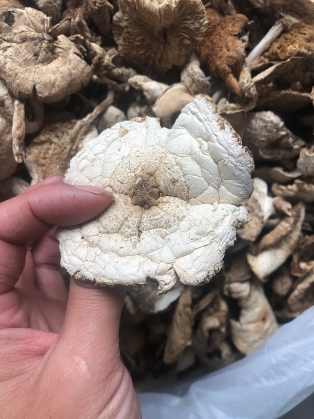 野生白草蘑（干货）