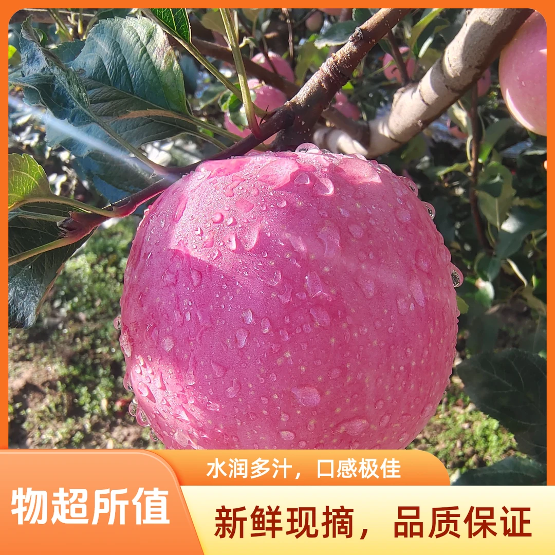 天水山地水晶红富士脆甜多汁果园现摘直发自家种植海拔1600米生长