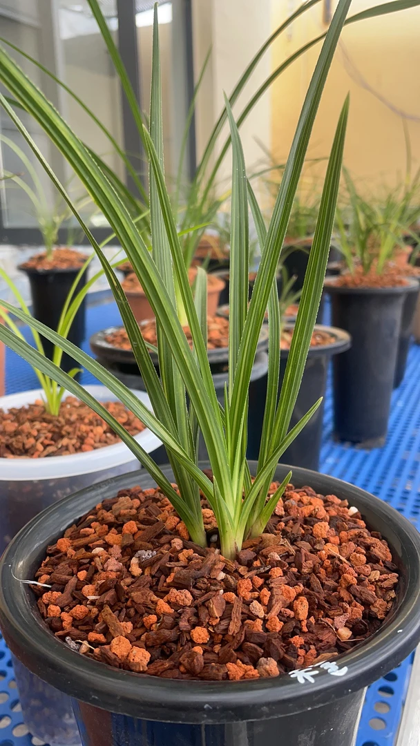 兰花春兰恵兰好养易活