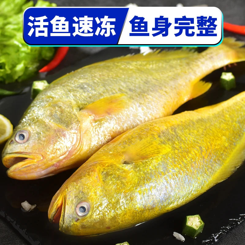 *【开年好货】大黄鱼新鲜黄花鱼冷冻海鱼450g/条拍三条送一条 发4条