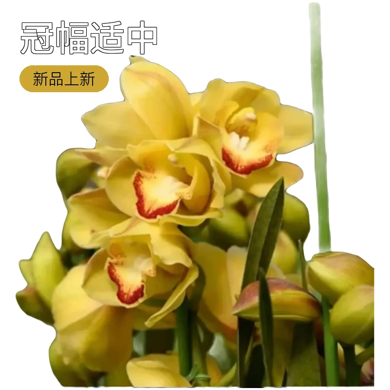 年宵花的首选【黄金岁月】精品大花蕙兰，室内易养