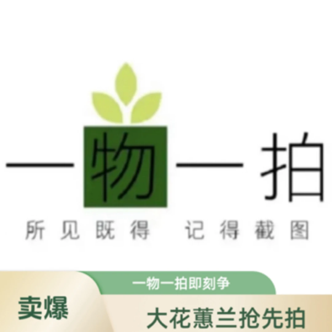 【特级】一物一拍精品大花蕙兰室内易养