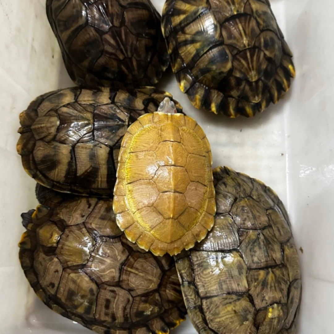 悖论巴西配多基因原色母繁殖组 1公5母 共6只种龟 万能变异