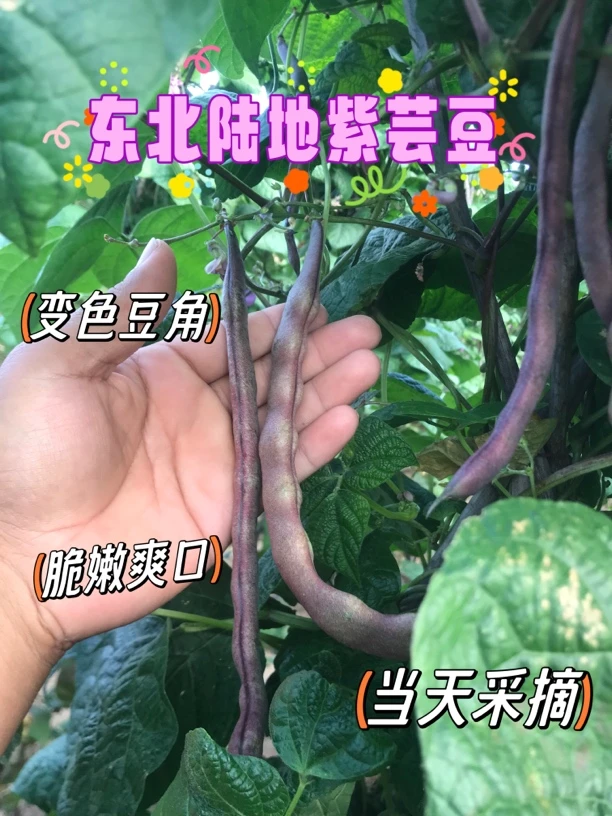 【小马家三亩田】东北陆地紫芸豆变色豆角大紫袍八月忙应季蔬菜