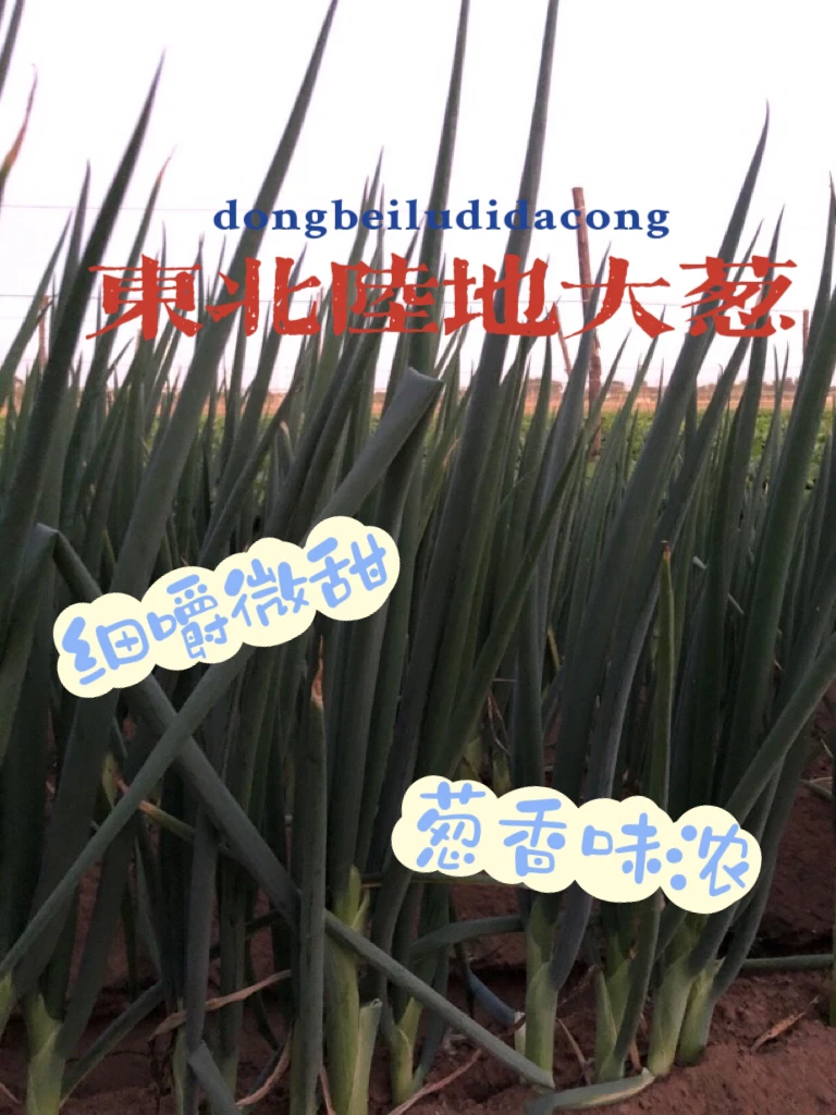 东北陆地大葱24年笨葱双11带根产地直发