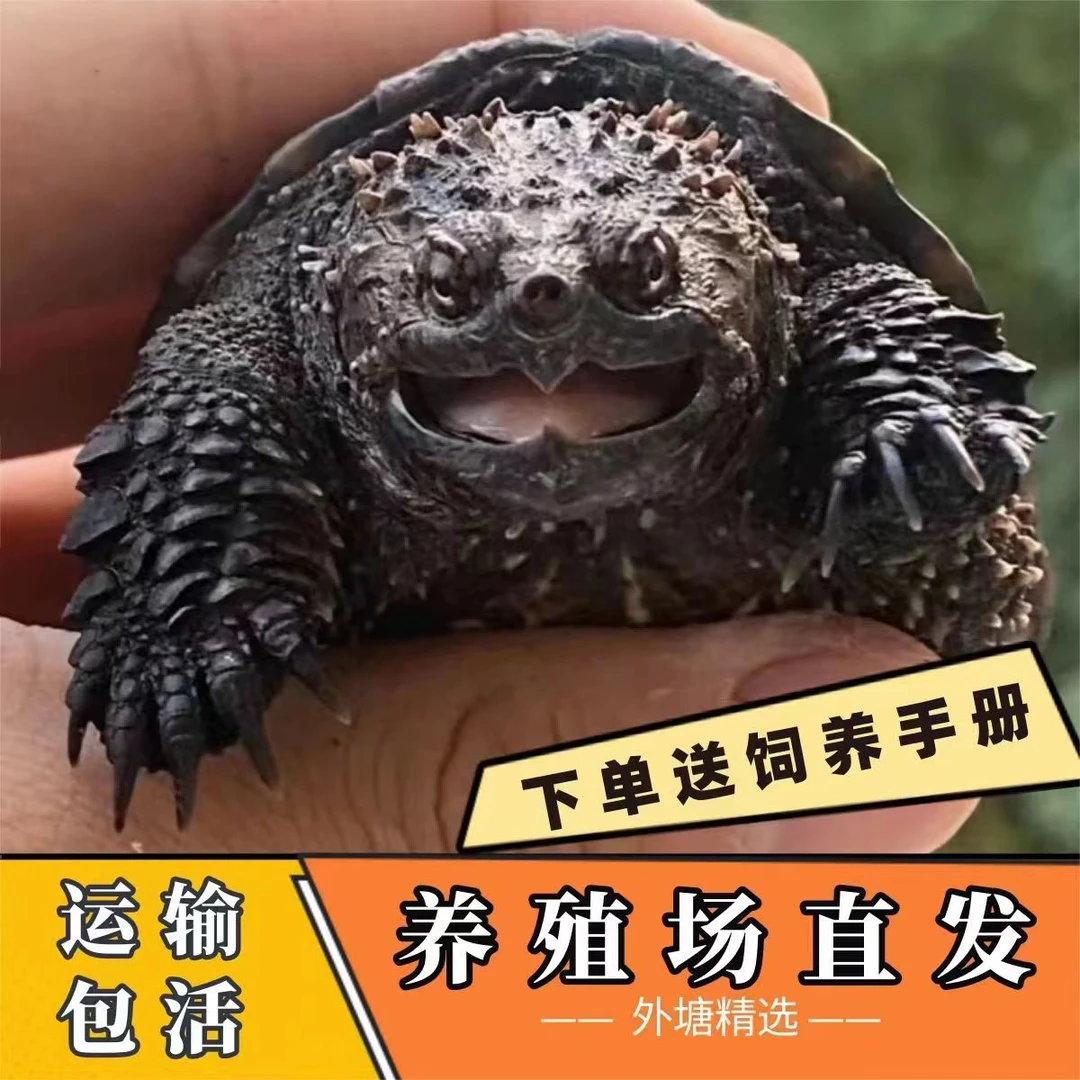 外塘冷水爆刺小鳄直播