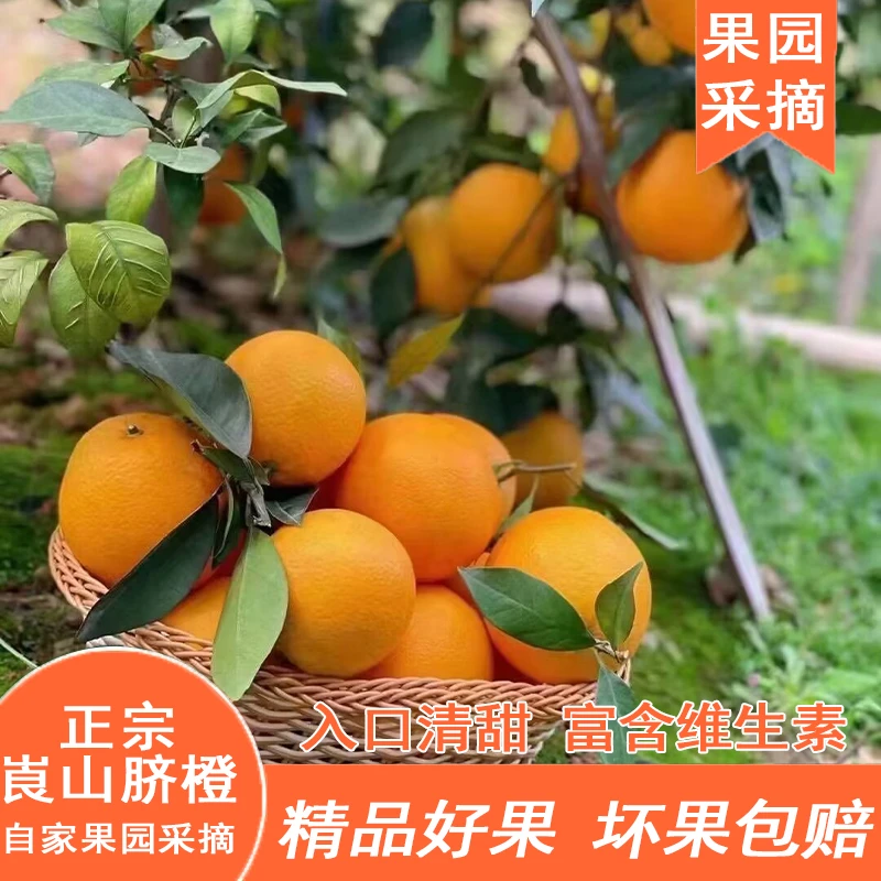 湖南崀山脐橙 新鲜现摘橙子应季水果产地直发橙香醇厚5/10斤