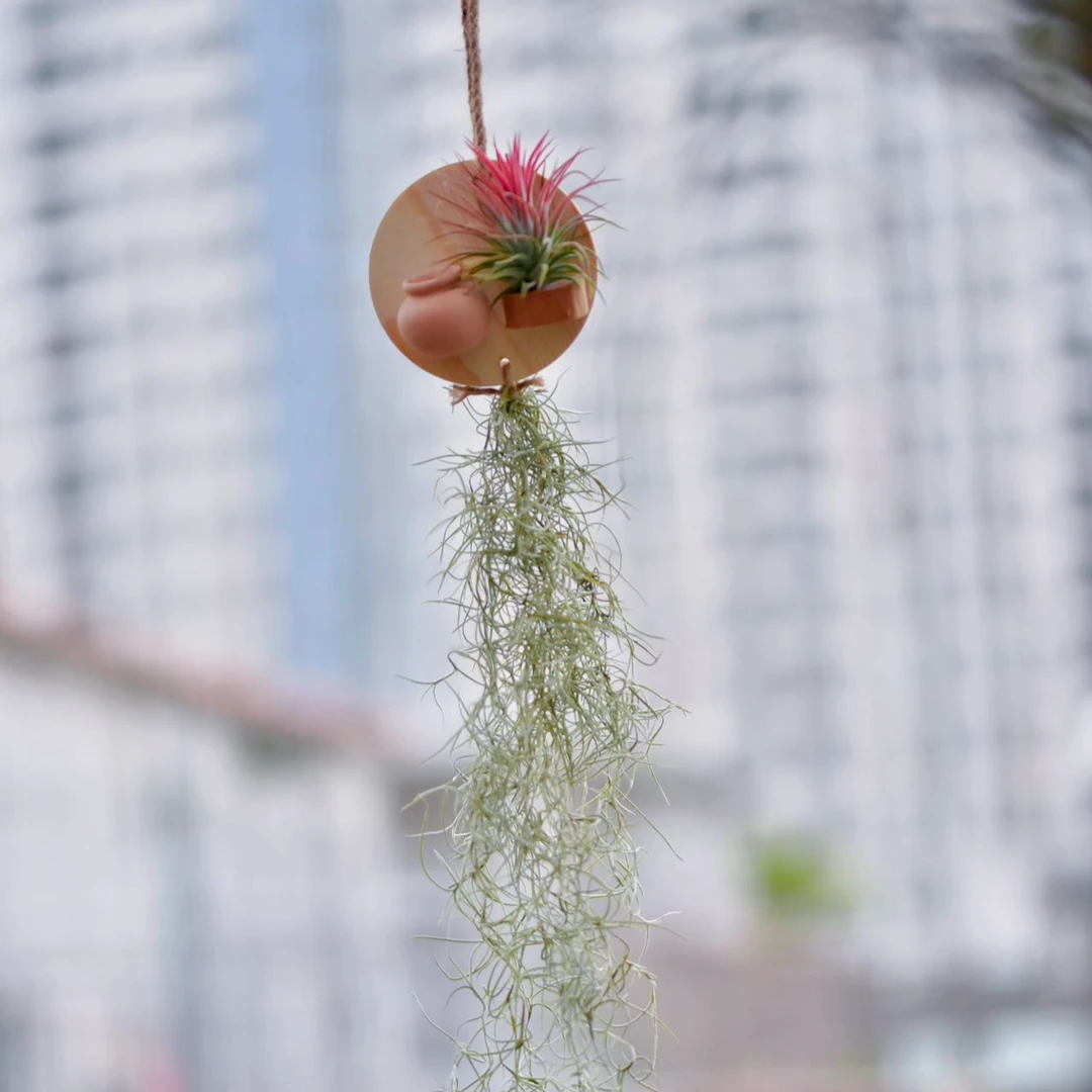 空气凤梨 无土植物 陶瓷木板 红精灵跟老人须整套装优雅赏心悦目