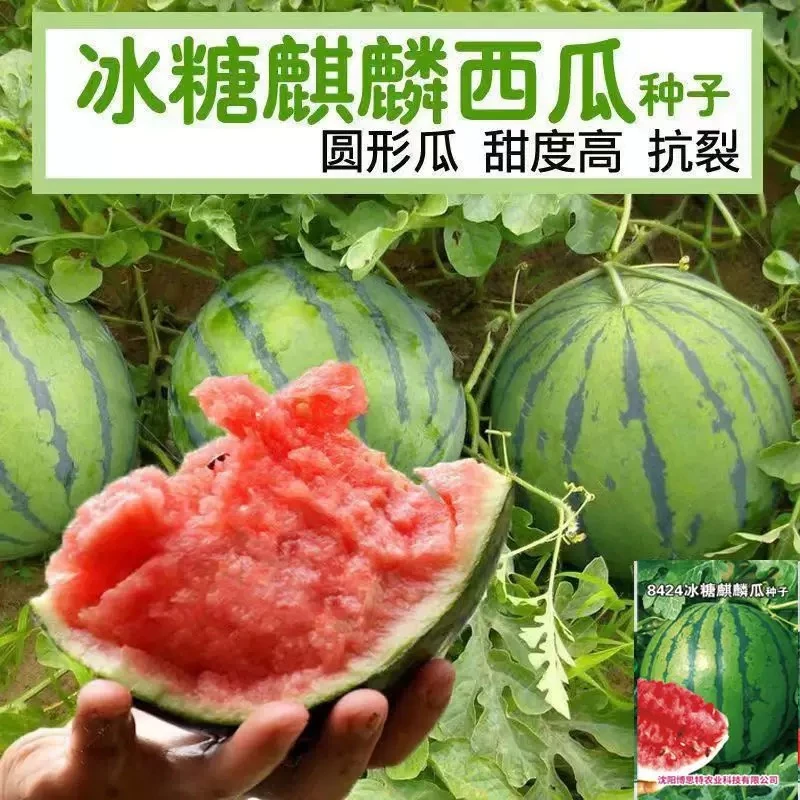 冰糖麒麟2k西瓜苗8428中宝麒麟阳台庭院种植西瓜苗美都西瓜秧苗
