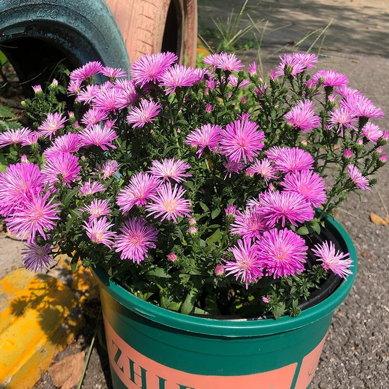 1加仑翠菊紫菀 花小蜂发货好养室内外大盆栽阳台花卉四季开菊花苗