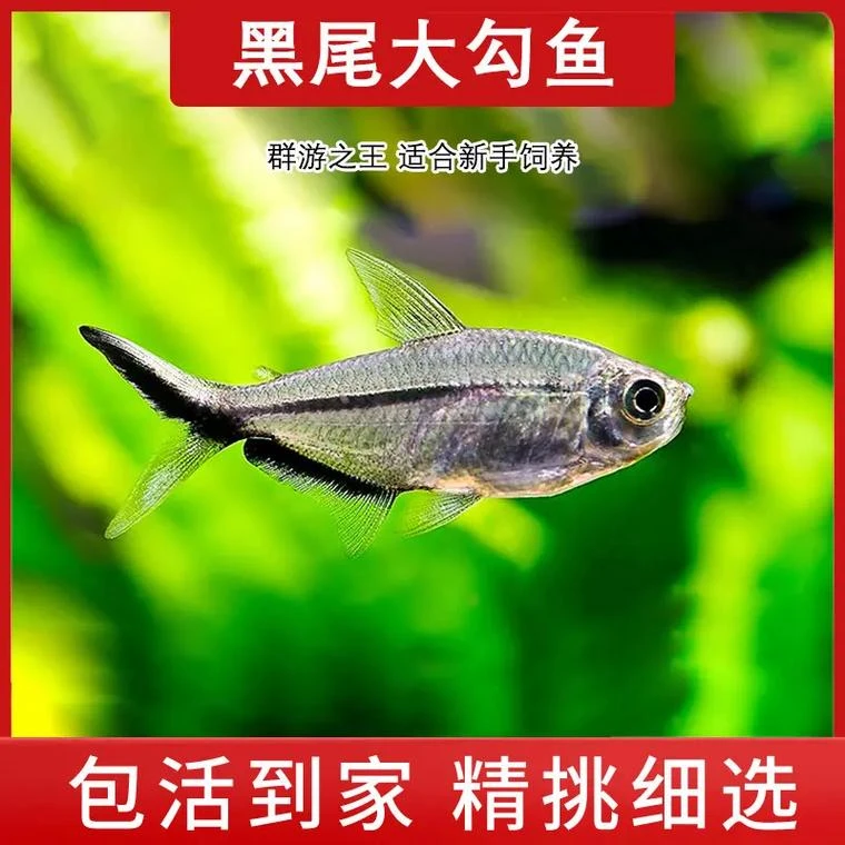 黑尾大勾群游观赏鱼草缸南美缸小型活体热带淡水好养灯科混养