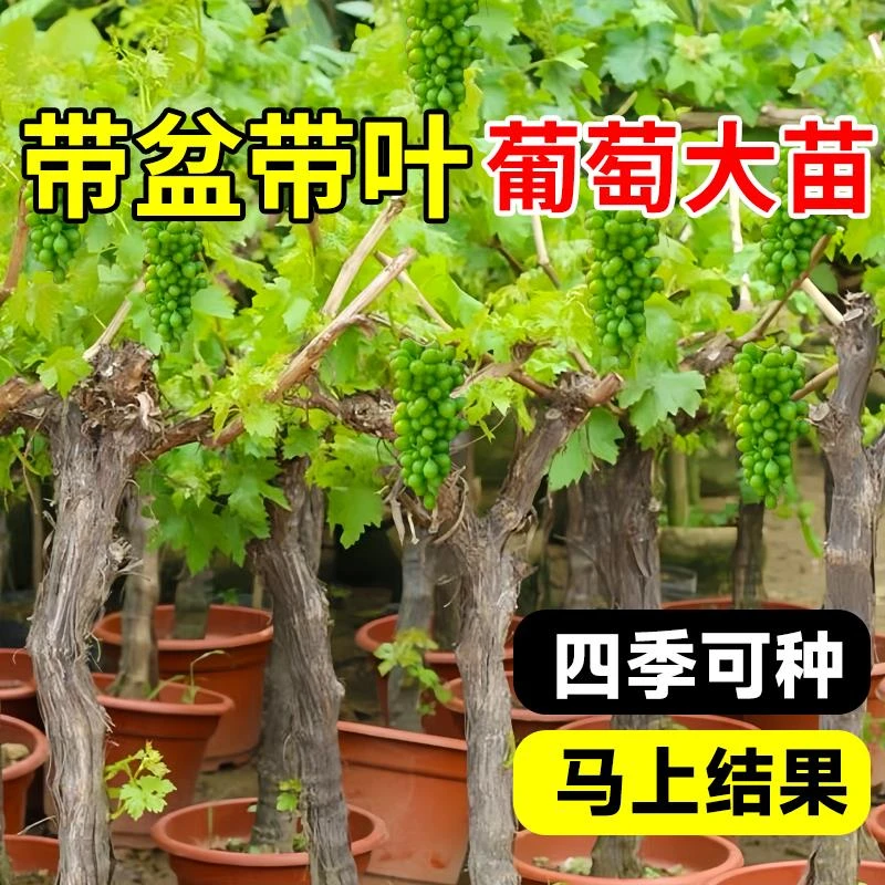 葡萄树苖阳光玫瑰果树果苗盆栽夏黑南方种植巨峰无籽蓝宝石苗老桩