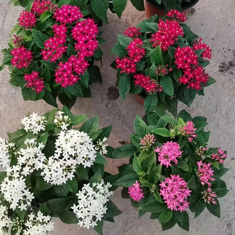 五星花繁星花 盆栽花苗带花苞 阳台窗台开花植物易爆盆耐热花卉花