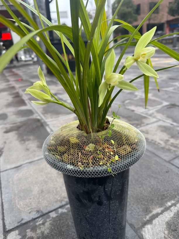 【国兰】兰花兰草春兰春建蕙兰（裸根发货）