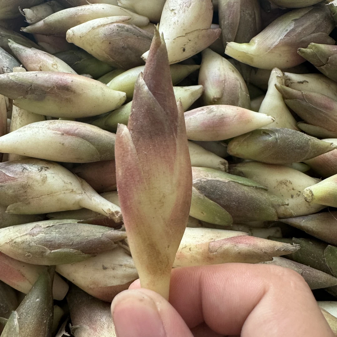 如皋特色蘘荷农家自种新鲜采摘长寿之乡