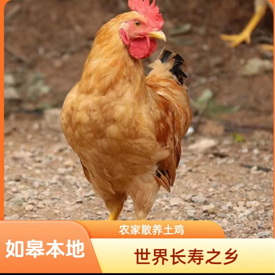【谢先生甄选】农家散养老母鸡小公鸡现杀现发京东包邮如皋发货