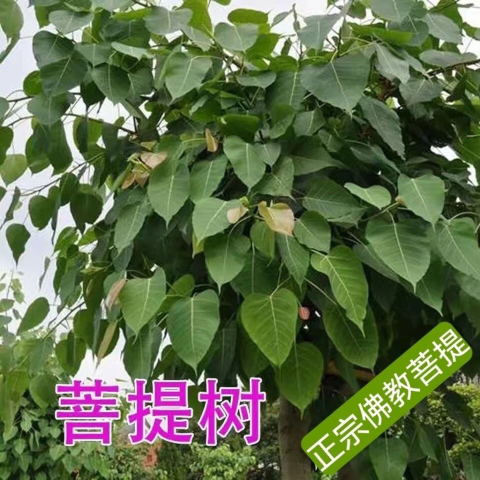 菩提树苗正宗金刚菩提子树苗庭院绿化佛树盆栽地栽平安树名贵植物