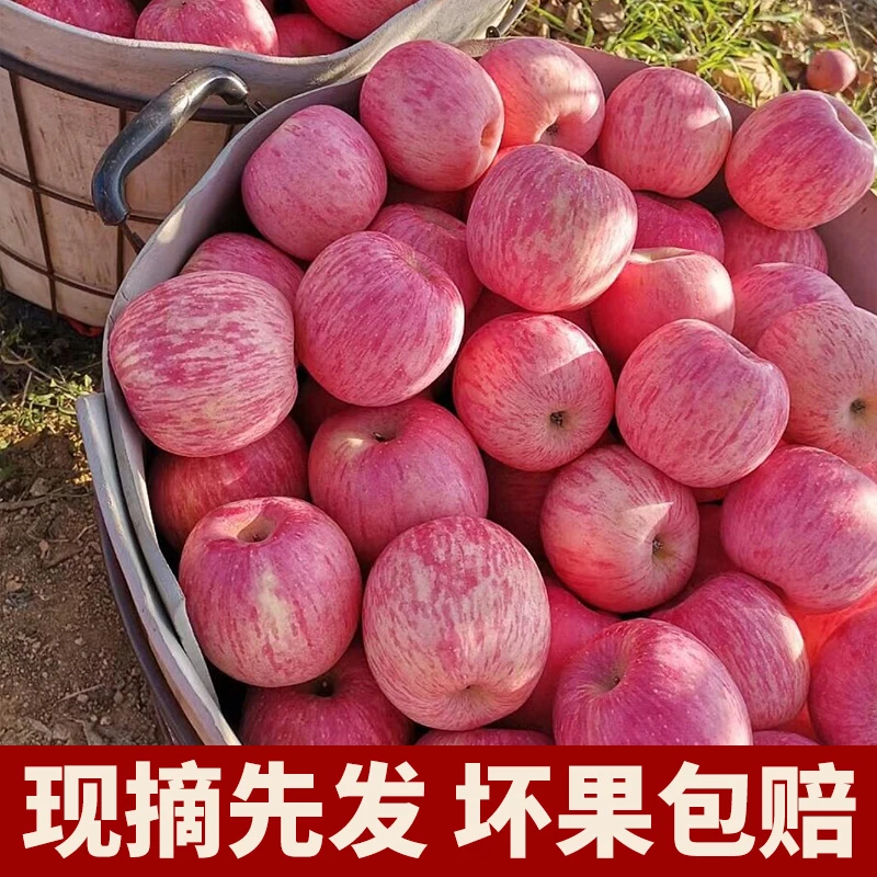 真宗山东烟台栖霞红富士苹果脆甜应季水果新鲜现摘5/10斤产地直发