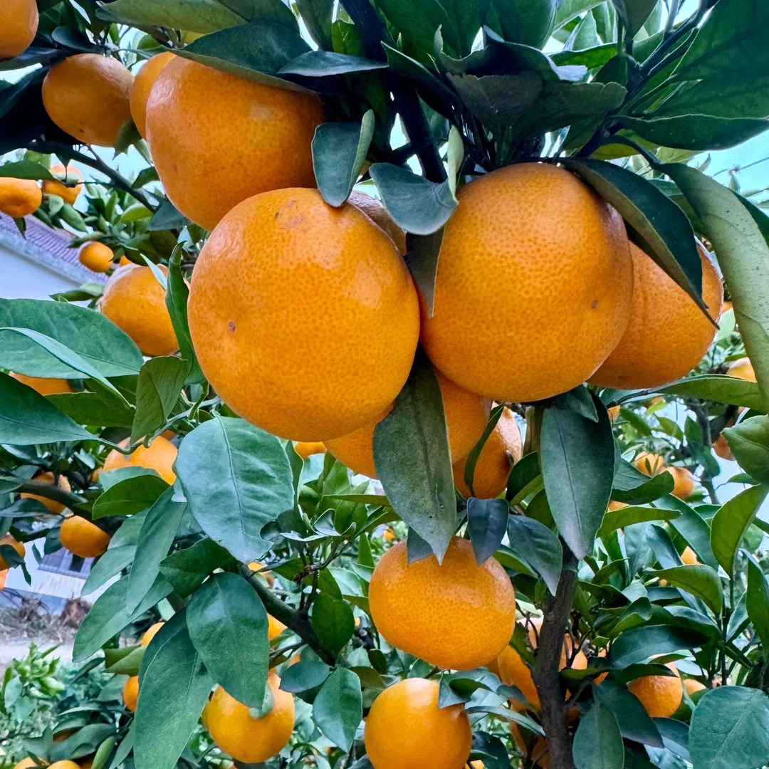 正宗陕西城固蜜桔现摘无籽薄皮桔子
