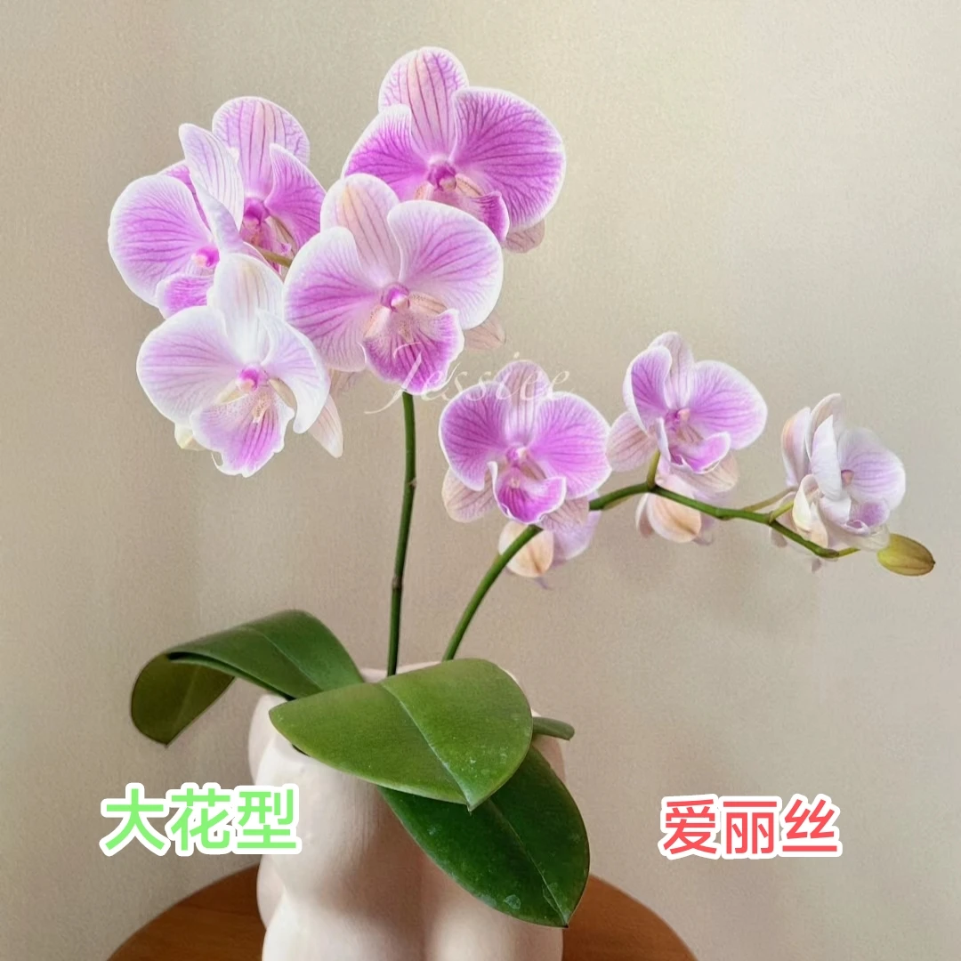 【懒蝶-爱丽丝】欧品3.0杯无花剑大苗蝴蝶兰