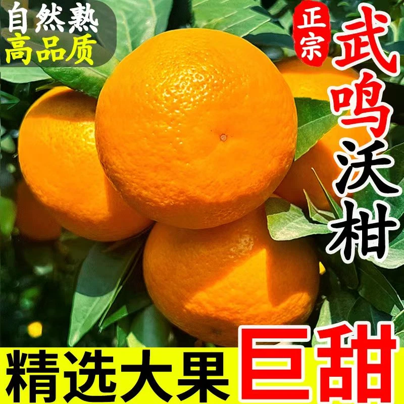 现货广西沃柑纯甜现摘橘子武鸣新鲜水果当季整箱皇帝沙糖蜜桔柑橘