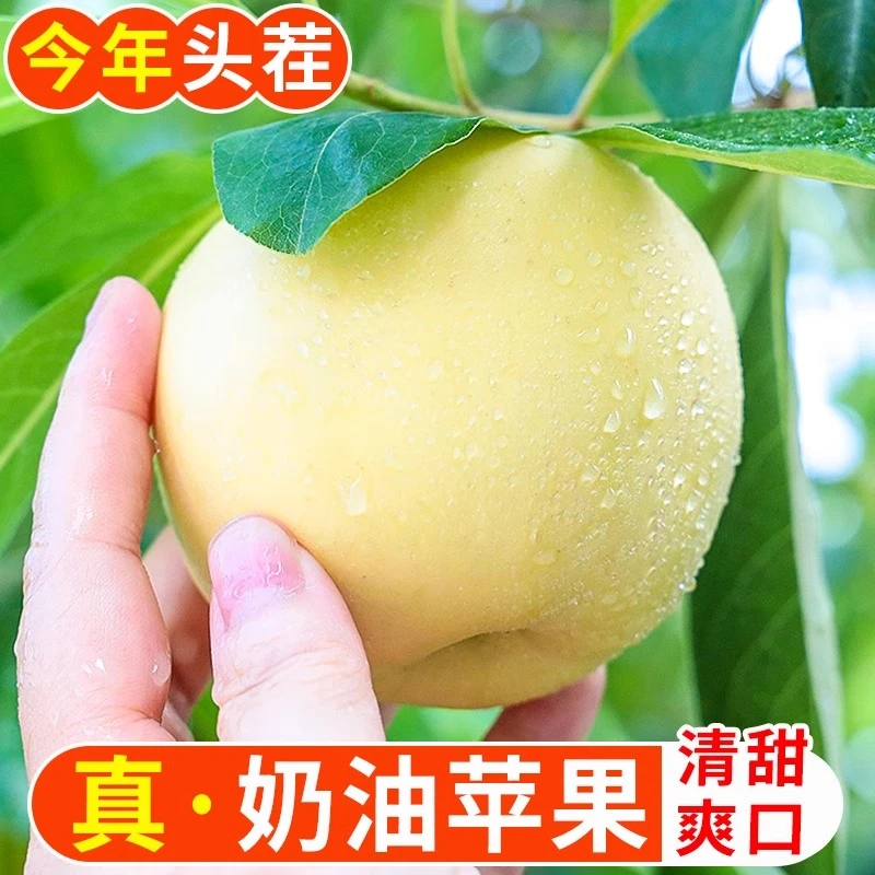 【爱心助农】正宗山东烟台奶油富士特脆甜整箱新鲜当季水果整箱包邮