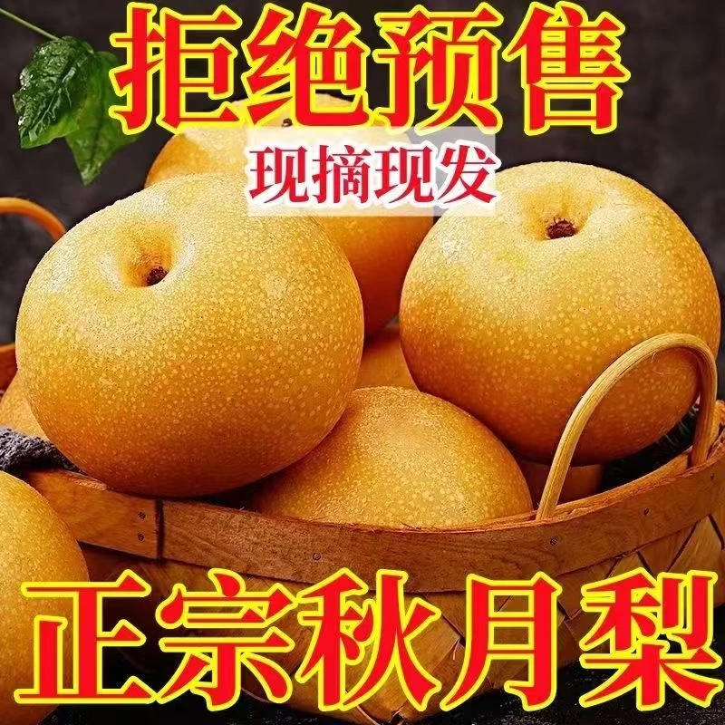 正宗山东秋月梨新鲜梨子送礼当季现摘莱阳冰糖梨雪梨蜜梨整箱包邮