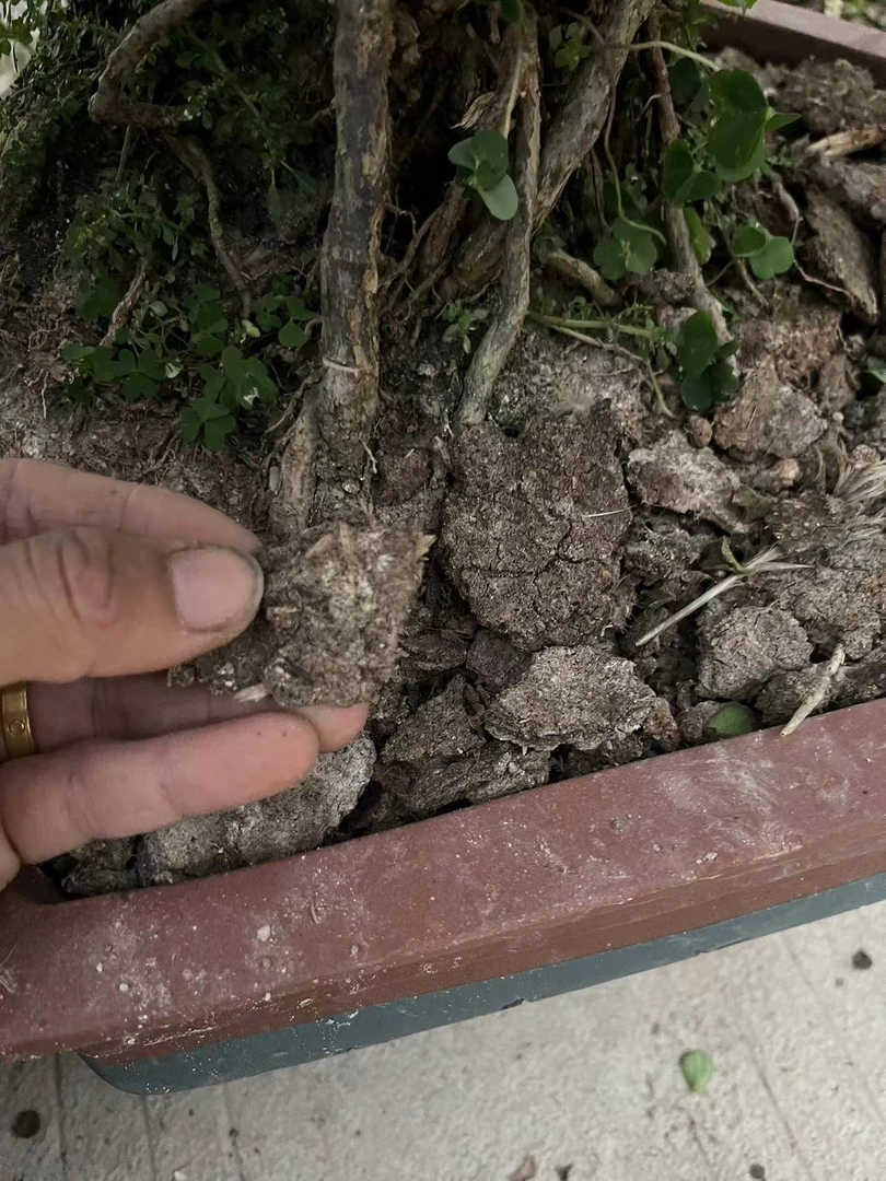 (肥)小志推荐鸭粪肥 金枝玉叶有机肥 花卉