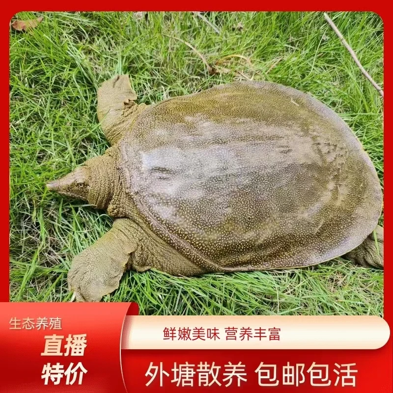 【生态鳖】公甲鱼青黄背 外塘散养甲鱼肉质鲜美 包活到家