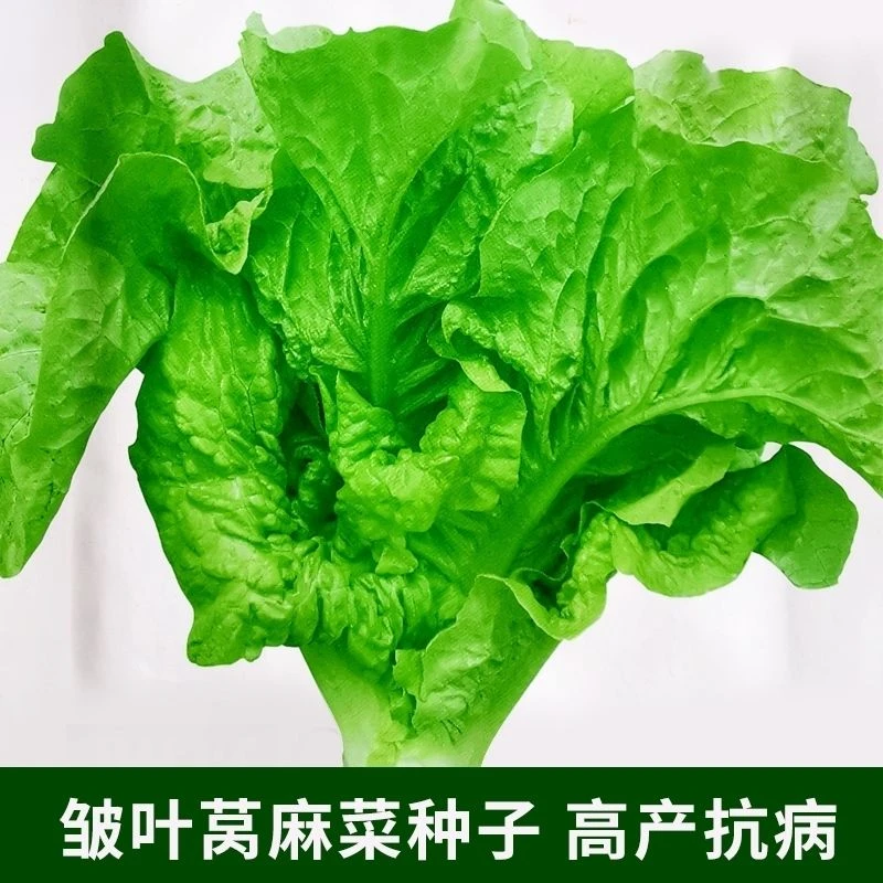 皱叶莴麻菜种子窝鸡菜种籽叶用莴苣花盆秋冬播种育苗