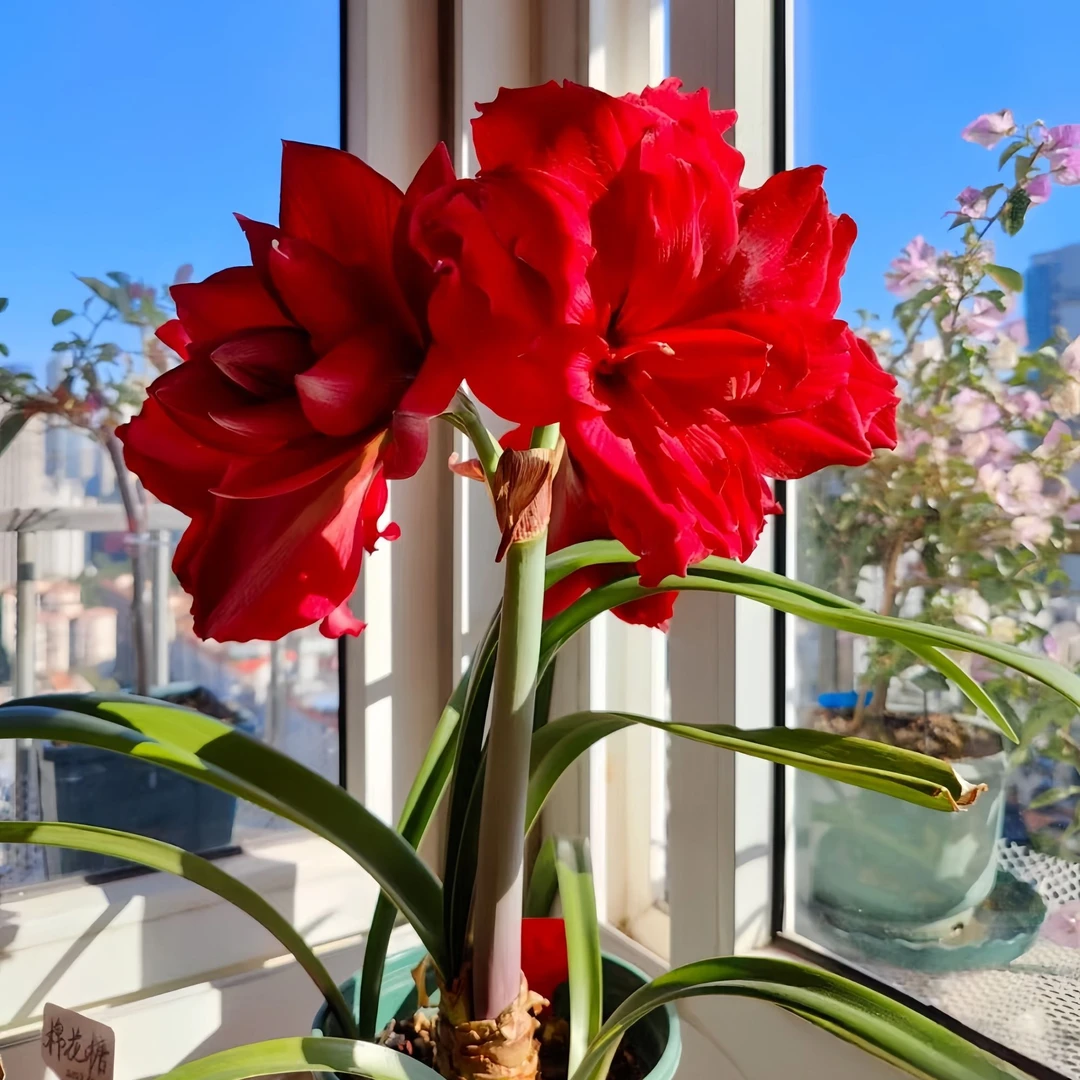 澳洲朱顶红种球笑脸进口重瓣多年生阳台庭院花卉梦幻柠檬精灵舞后