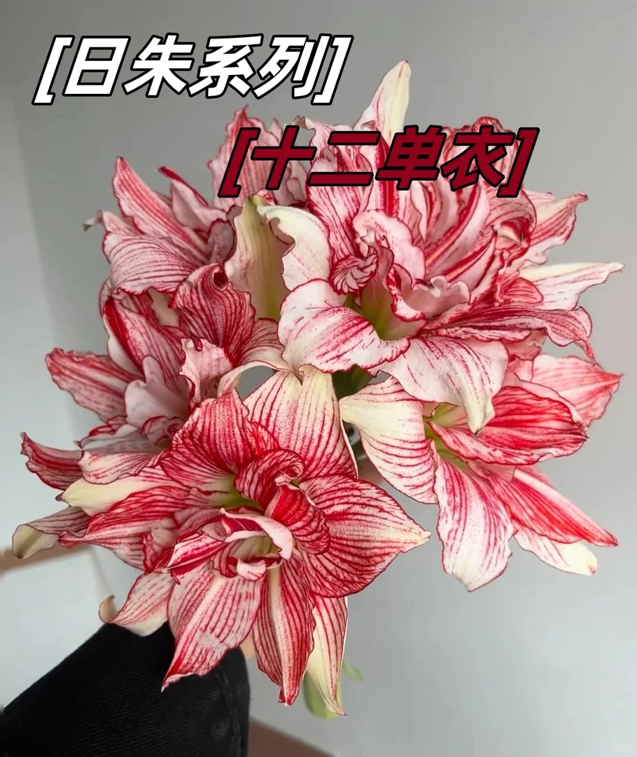 【日朱系列】十二单衣朱顶红种球花卉盆栽空气净化绿植冻不死好养活