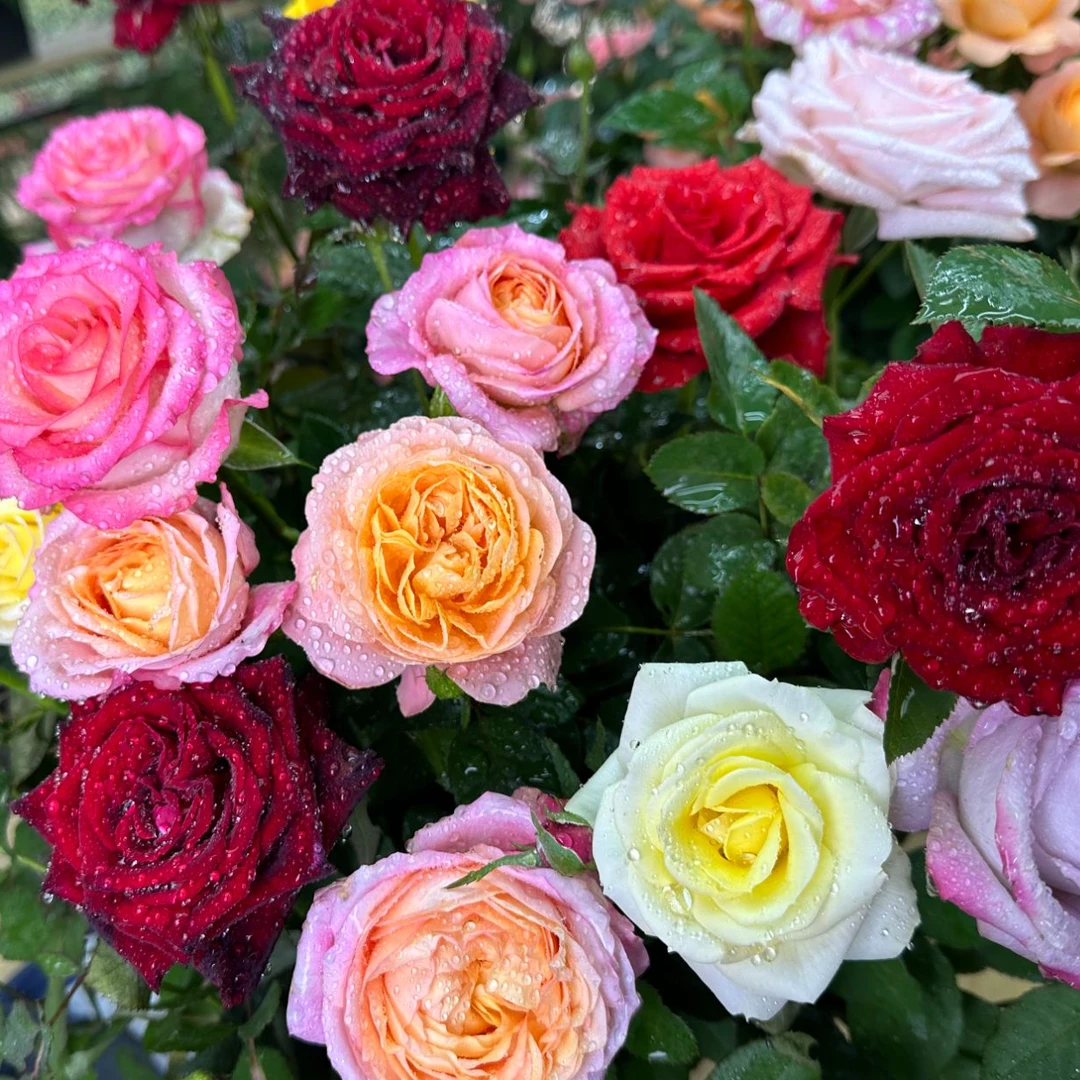 唐【混色月季】棚栽月季云南基地直发多色月季