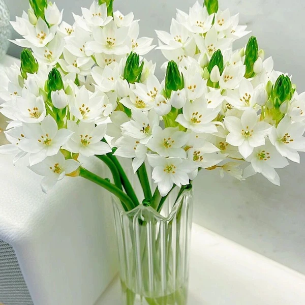 顺丰新鲜圣心百合鲜花云南直发昆明基地直批家用室内水养鲜切插花
