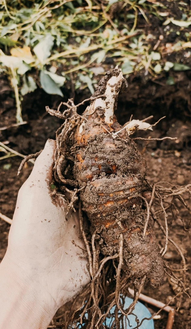 滇重楼七叶一枝花